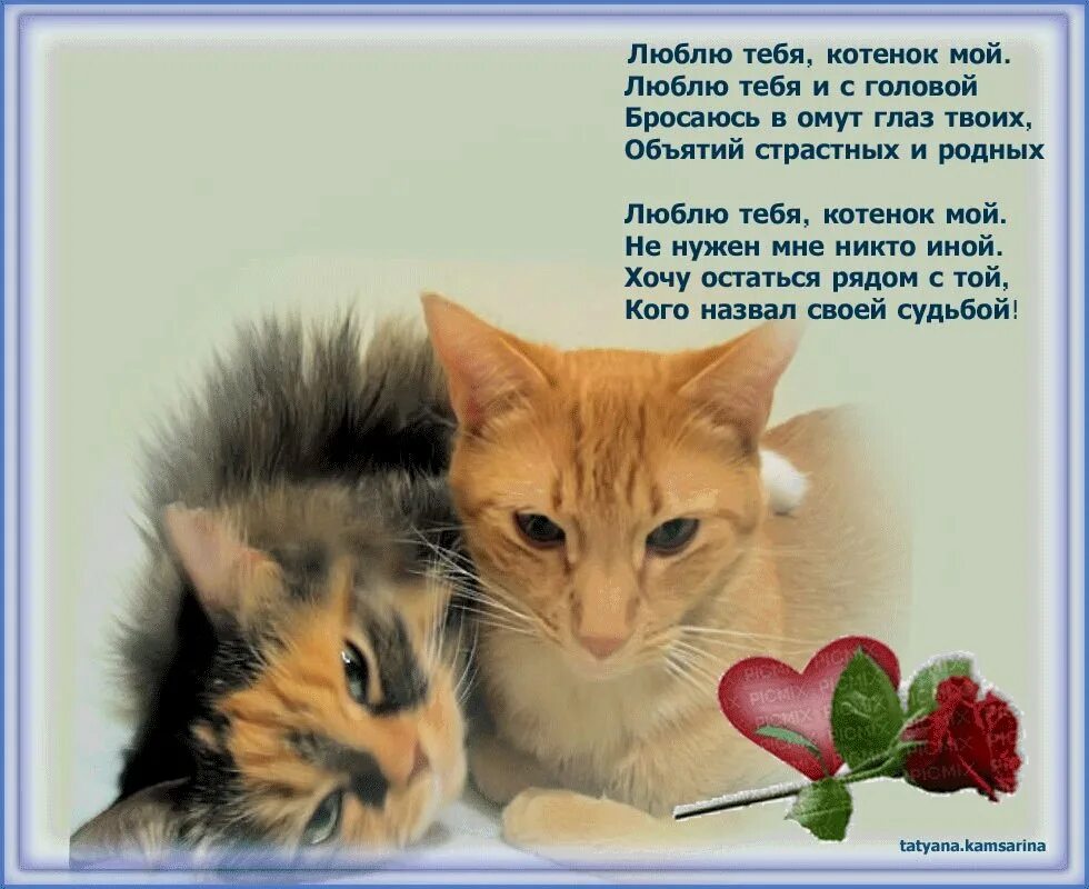 Стих про кота. Стих о коте. Стихотворение про кошку. Скучаю стихи. Стихотворениемпро кошку.