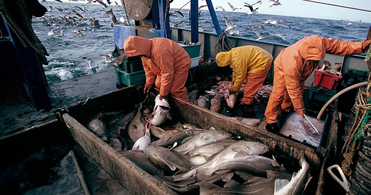 Морской промысел это. Добыча рыбы. Промысел рыбы. Рыбный промысел. Рыбный промысел на Дальнем востоке.