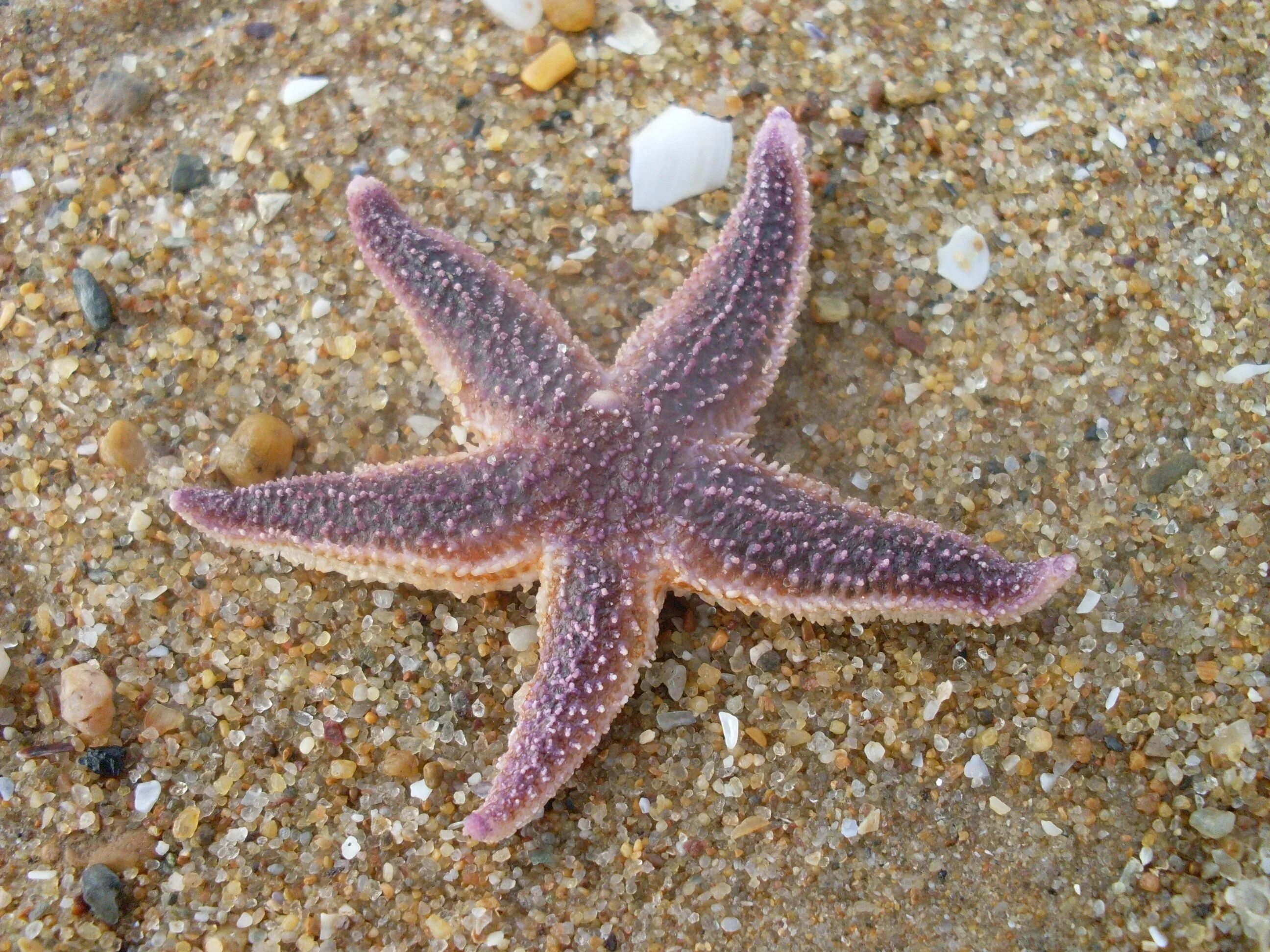 Астериас Рубенс морская звезда. Амурская морская звезда (Asterias amurensis). Астерия Амурская морская звезда. Красный Астериас. Морская звезда архипо