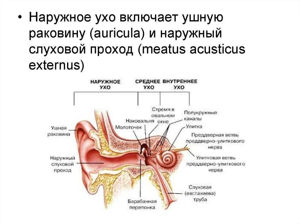 Наружное ухо человека состоит из. Орган слуха анатомия уха строение. Строение слухового анализатора человека анатомия. Схема слухового анализатора анатомия. Структура слухового анализатора человека.