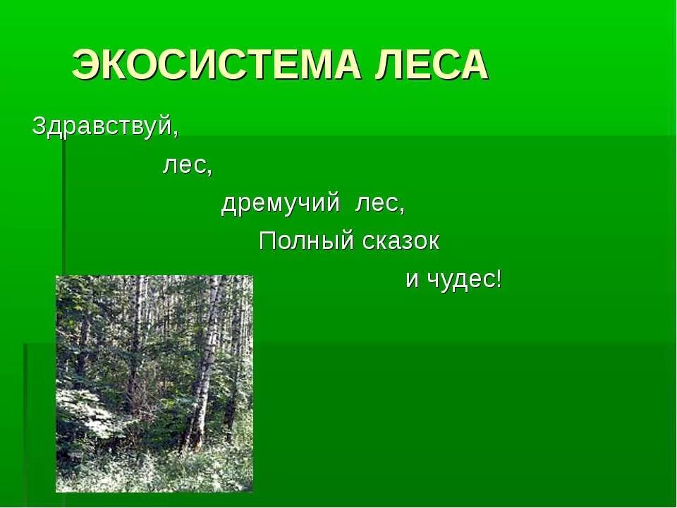 Экосистема леса презентация. Экосистемное леса. Лесная экосистема. Лесная экосистема картинки. Структура лес экосистема.