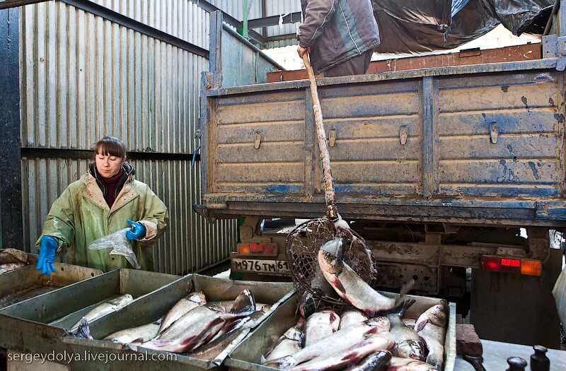 Рынок живая рыба. Торговля живой рыбой на рынке. Живая рыба на рынке. Рыба Центральный рынок Живая. Торговля рыбой с машины.