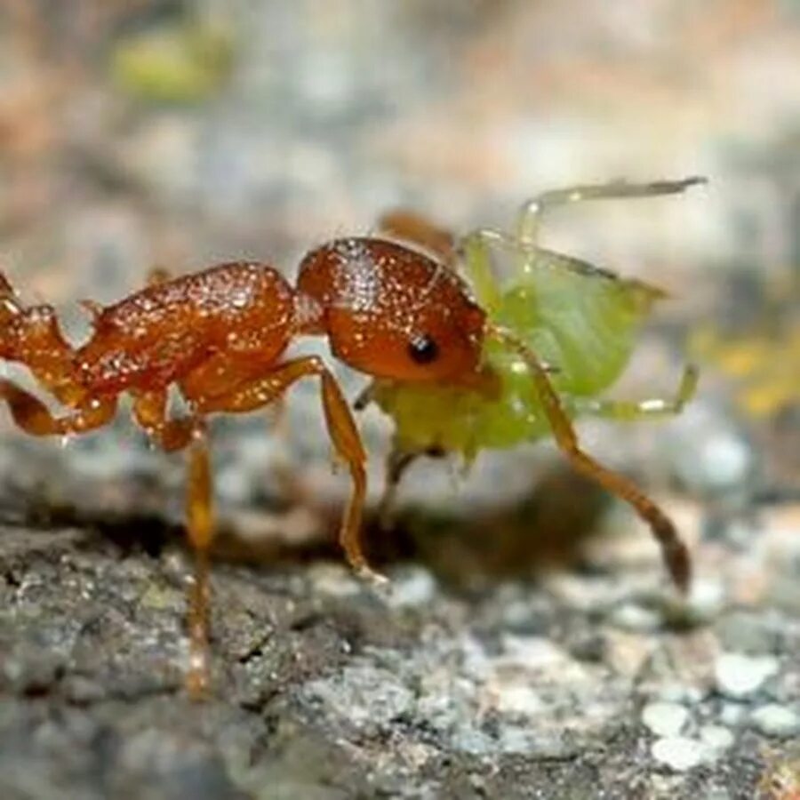 Муравьиный вид. Муравьи Temnothorax unifasciatus. Муравьи темноторакс унифасциатус. Темноторакс муравьи матка. Leptothorax muscorum.