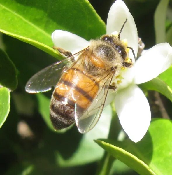 APIS mellifera пчела убийца. APIS mellifera scutellata. APIS mellifera scutellata Рой. Медоносной пчелы, APIS mellifera scutellata. Www apis ru