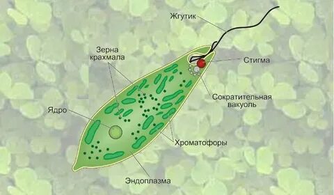 Эвглена жгутик амеба