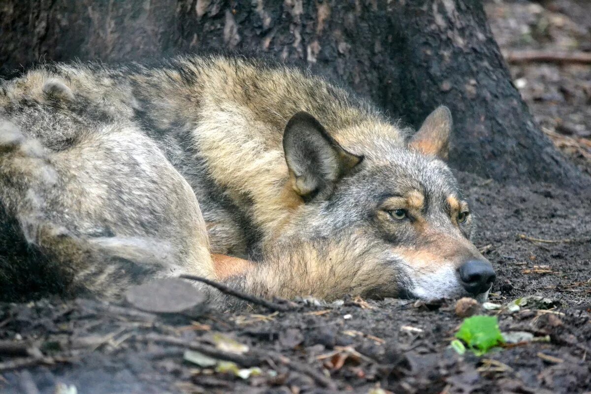 Стреляный зверь 3. Уставший волк. Спящие волки. Волк лежит.
