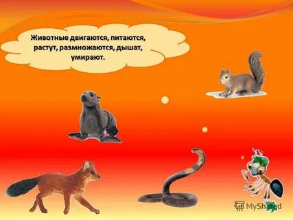Не живое существо но есть 5