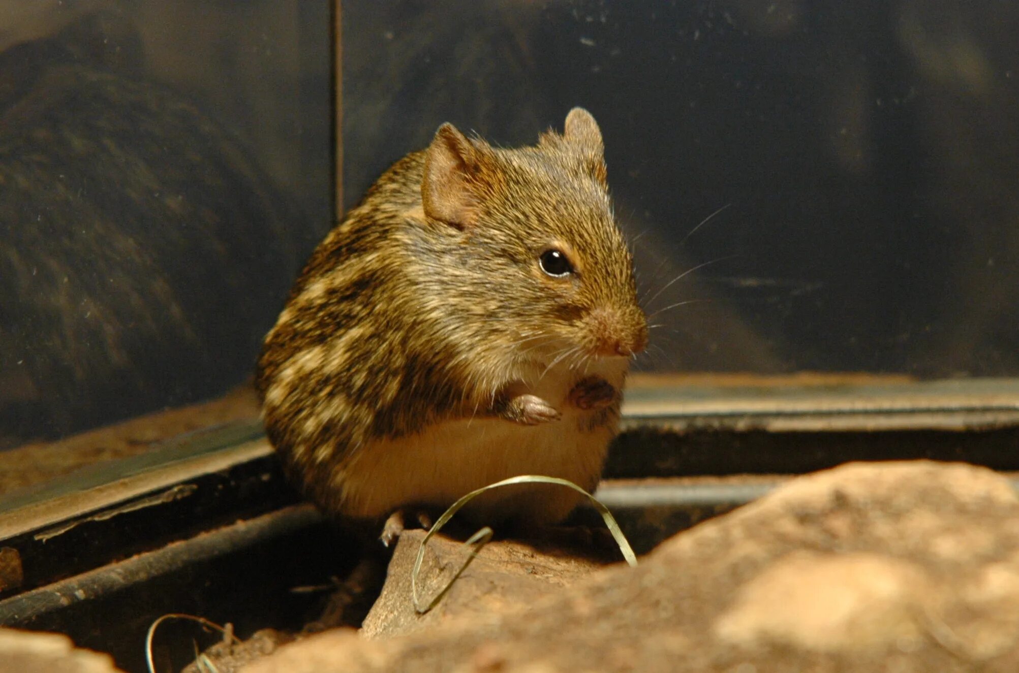 Lemniscomys striatus. Короткоухая Песчанка. Полосатая мышь. Мышиные (подсемейство).