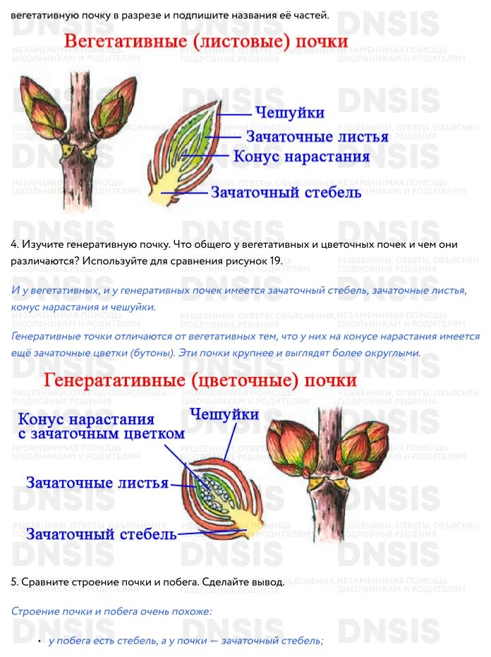 Лабораторная работа по биологии определение местоположения почек