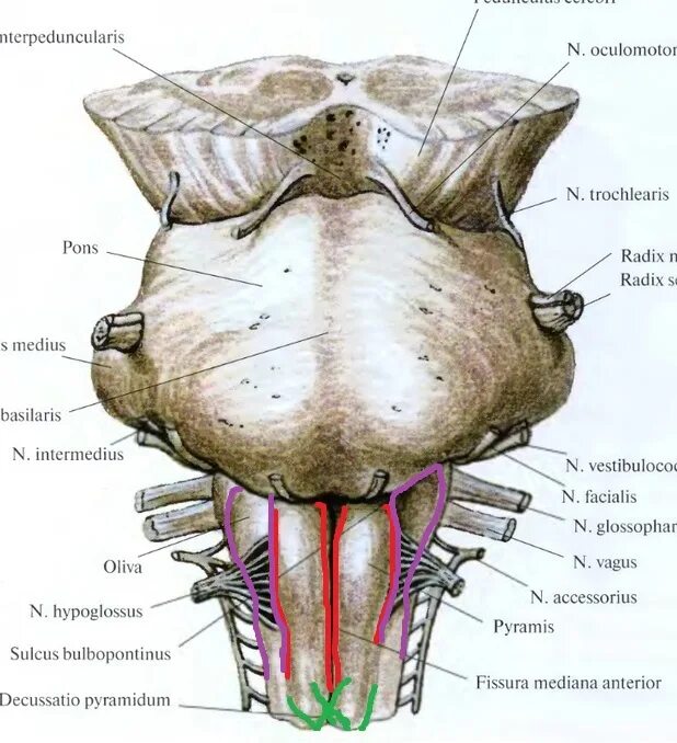 Варолиев мост вентральная поверхность. Вентральная поверхность продолговатого мозга. Базилярная борозда моста анатомия. Варолиев мост строение анатомия. Нижний край моста