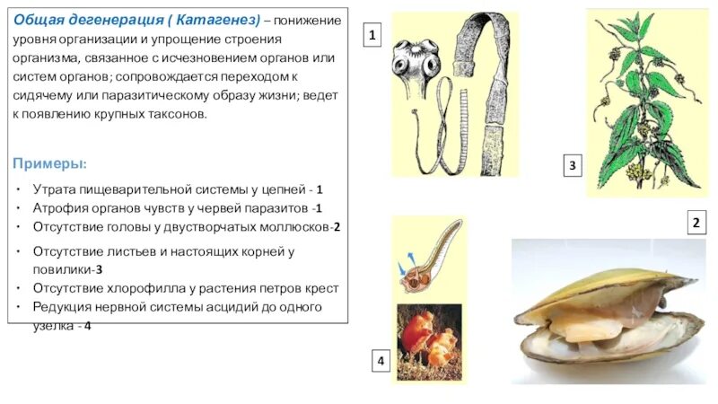 Общая дегенерация это в биологии. Общая дегенерация катагенез. Общая дегенерация сопровождается. Общая дегенерация примеры.