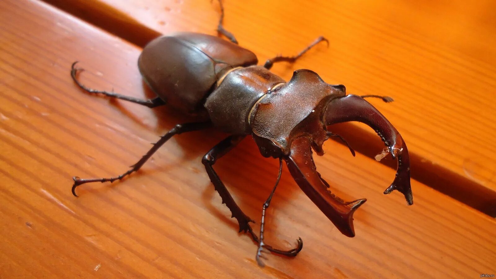 Жук олень носорог рогач. Челюсть жука оленя. Жук-олень (lucanus cervus). Жук олень альбинос. Жук рогач.