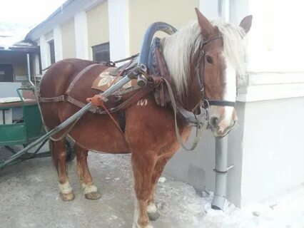 Оглобля это