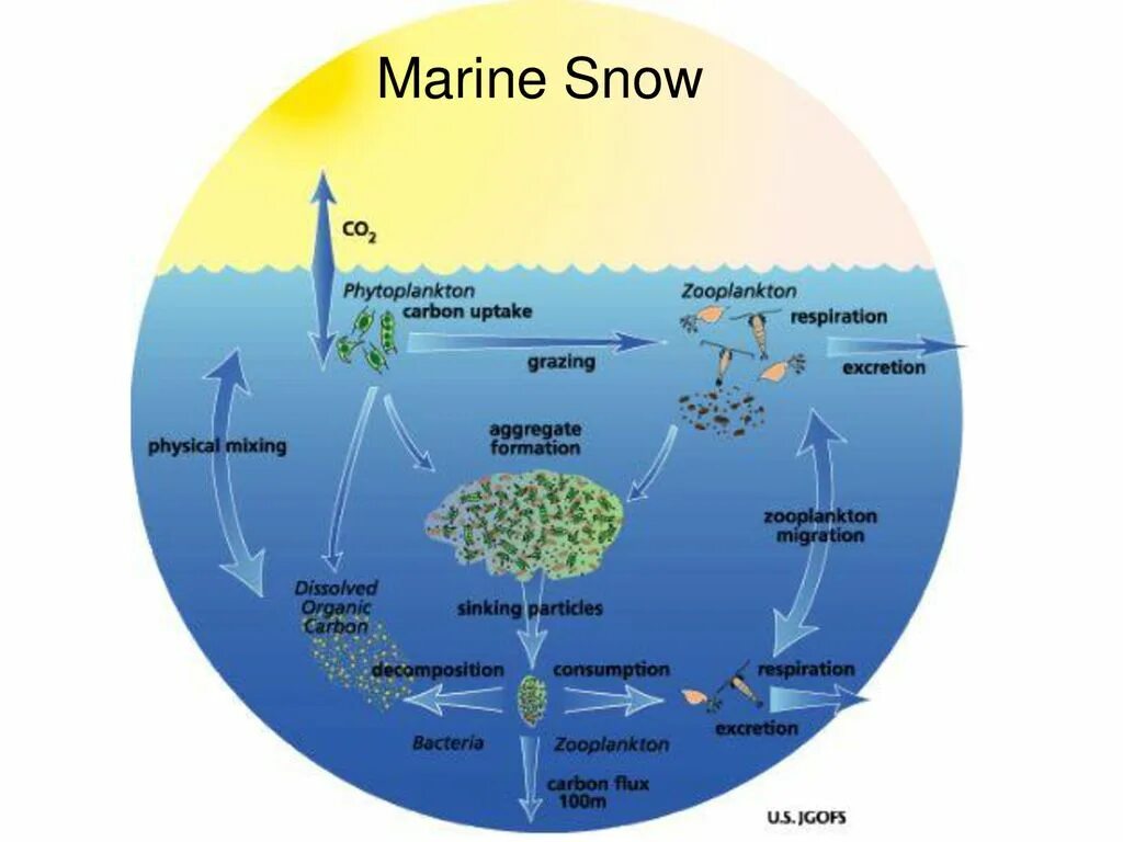 Биомасса фитопланктона в теплых морях больше. Marine Snow. Кислородный планктон. Планктон производит кислород. Выработка кислорода планктоном.