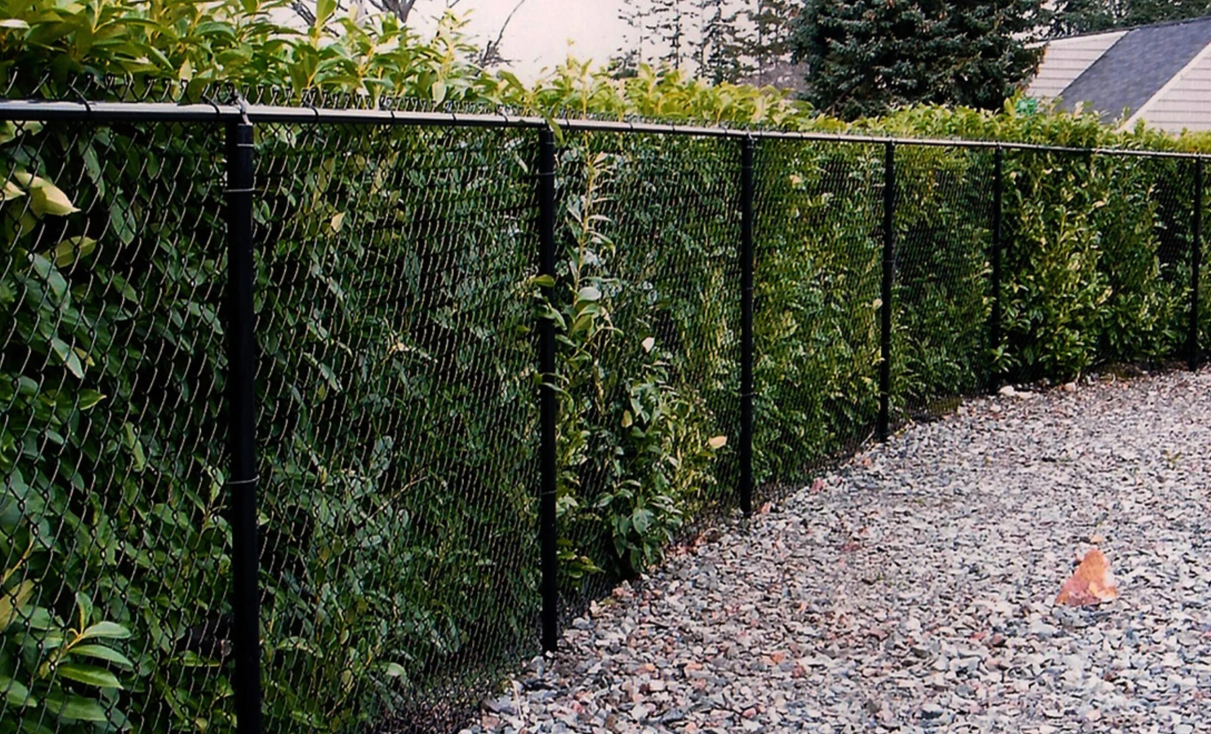 Забор на территории соседа. Красивый забор из рабицы. Красивая сетка для забора. Красивый забор из сетки рабица. Красивый забор из сетк.