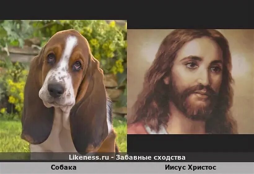 Собака иисус. Собака иисус