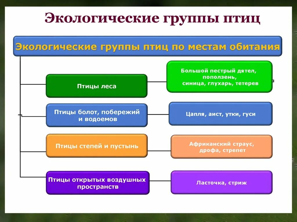 Основные признаки экологического. Экологические группы птиц. Экологическая классификация птиц. Экологический группы ПИИЦ. Класс птицы экологические группы.