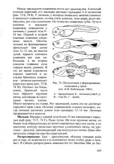 Плавники рыбы что делают