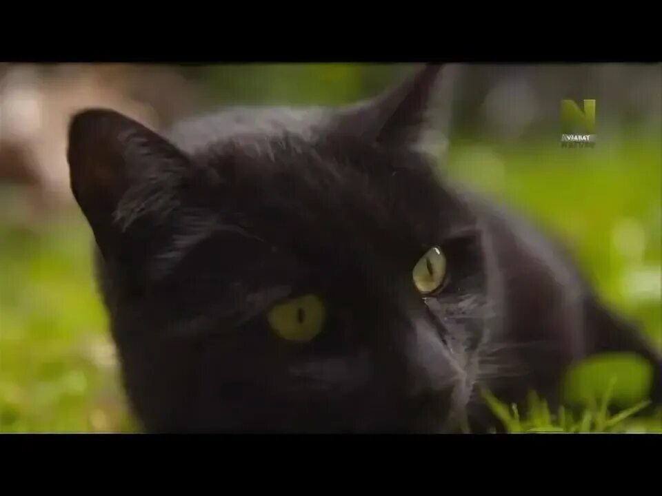 Subtitle cat. Тайная жизнь кошек bbc. Котик рай черный и без видео.