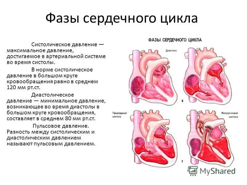 Фазы сердечного цикла. Фазы сердца. сердечный цикл состоит из. сердечный цикл давление и клапаны.
