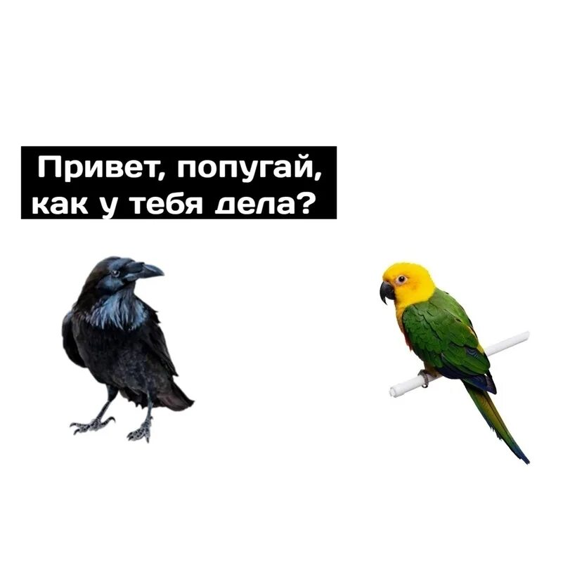 Урок для попугая привет. Привет попугай. Мемы с попугаями. Мем попугай привет. Привет по попугайски.