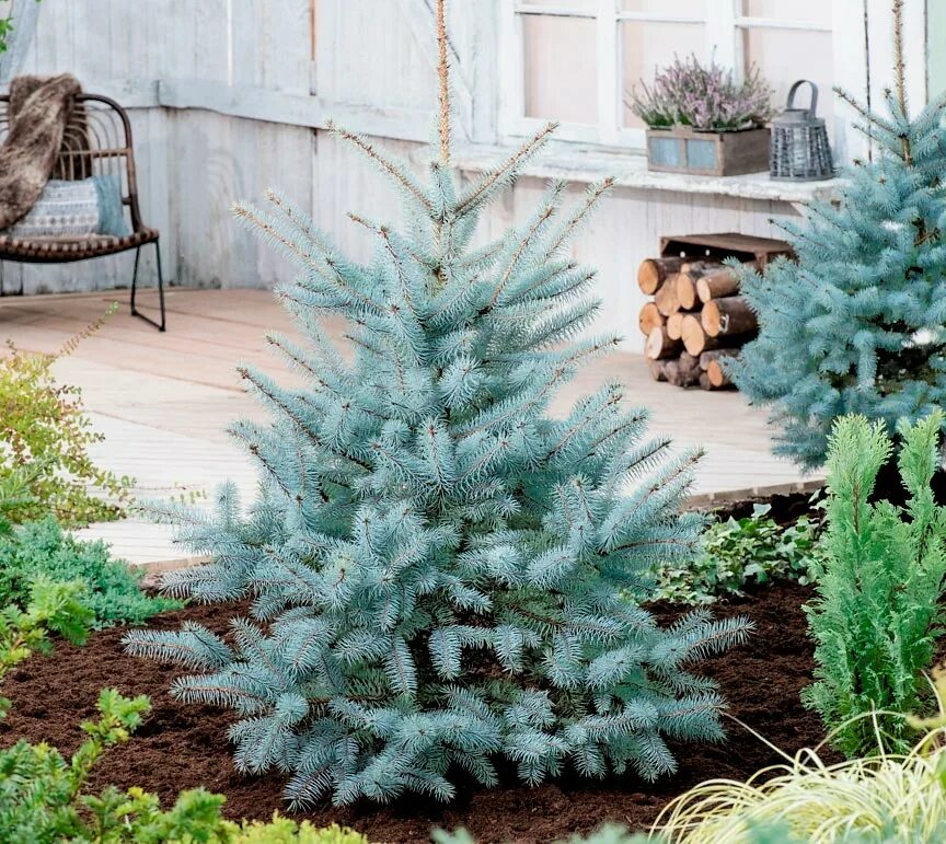 Живые голубые ели. Ель голубая Блю Даймонд. Ель колючая (Picea pungens) Блю Даймонд. Ель колючая Кристмас Блю. Ель колючая "Blue Diamond" (Блю Даймонд).