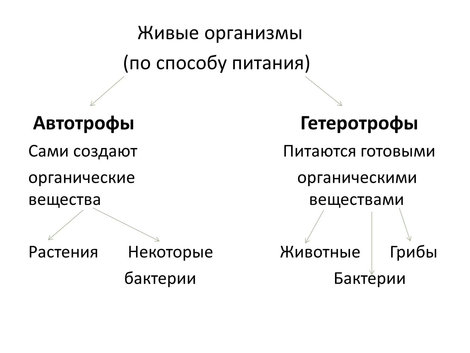 Способ питания клетки растений и животных. Автотрофный и гетеротрофный тип питания. автотрофный и гетеротрофный способ питания. автотрофный тип питания. схема типы питания автотрофы гетеротрофы.