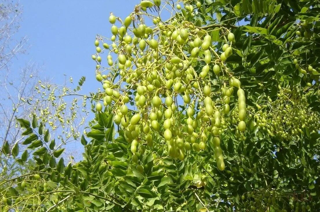 Софора японская. Акация софора. Софора дерево. Sophora japonica. Софора японская лечебные свойства и применение