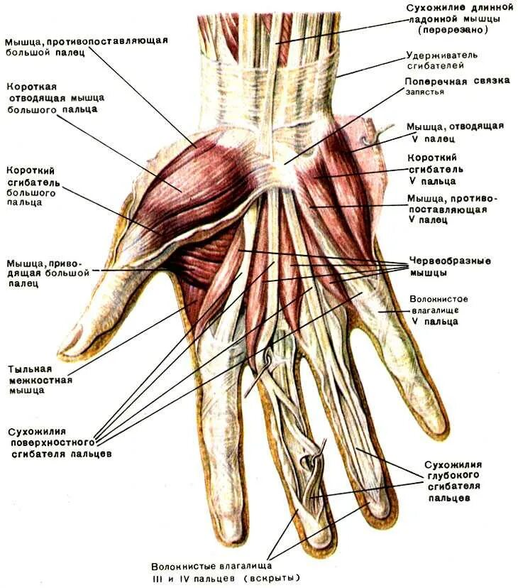 Мышцы лучезапястного сустава анатомия. Мышцы верхней конечности кисти анатомия. Сухожилия лучезапястного сустава анатомия. Сгибатели пальцев кисти анатомия. Покажи запястье человека