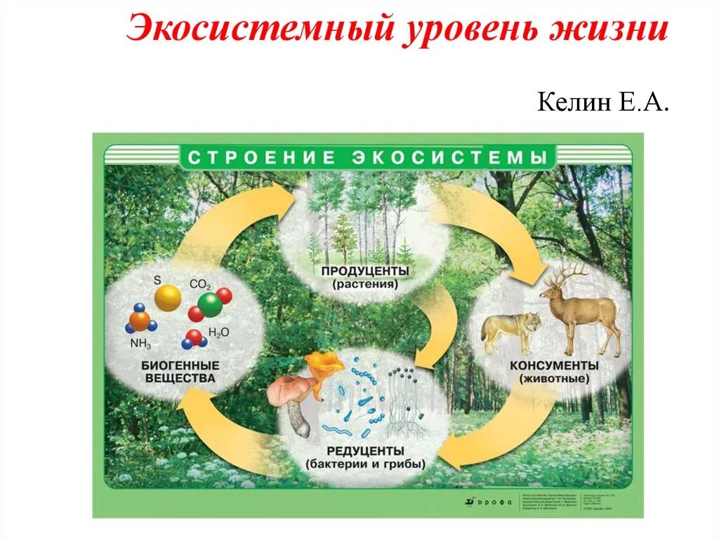 Экосистема. Структура экосистемы. Схема биологического круговорота веществ. Круговороты в природе экология.