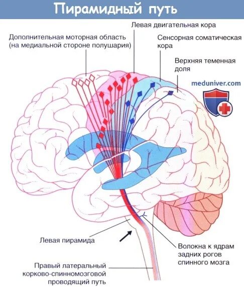 Проводящие системы головного мозга. Проводящие пути коры головного мозга. Пирамидная система головного мозга. Пирамидная система неврология схема. Экстрапирамидная система: центры и проводящие пути..