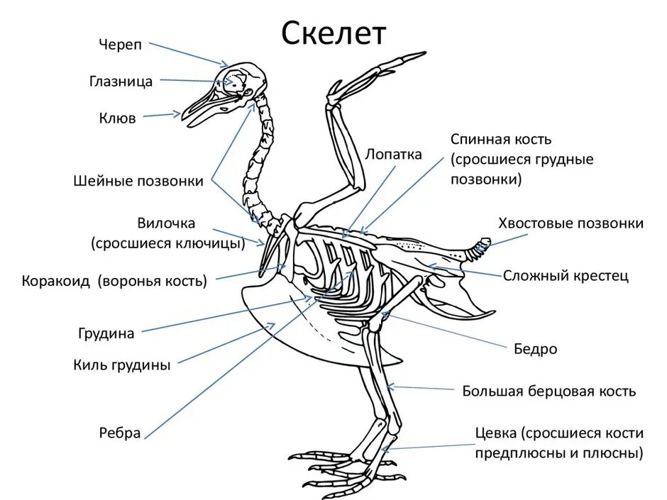 Цевка