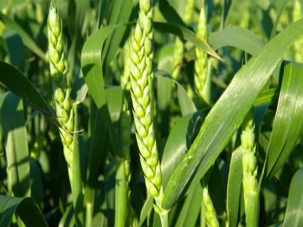 Good crop