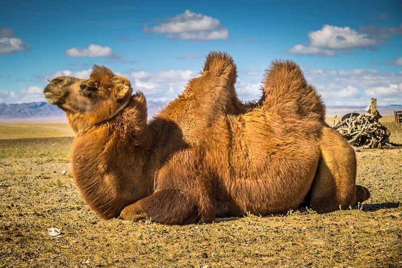 калмыцкий двугорбый верблюд. трёхгорбый верблюд. верблюд гущу. двугорбый верблюд гоби. верблюд гущу.