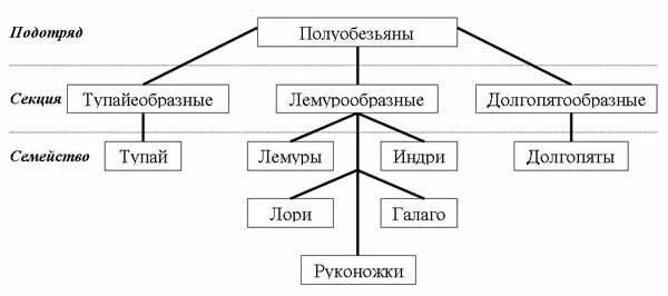 Приматы систематика. Систематика приматов схема. отряд приматы классификация. классификация отряда приматов схема. отряд приматы систематика.