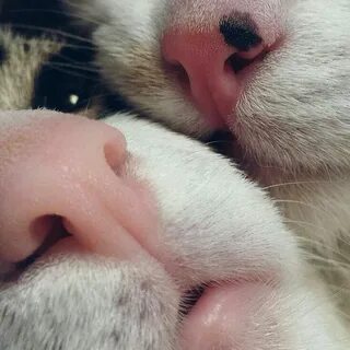 Коты утыкаются носом в нос