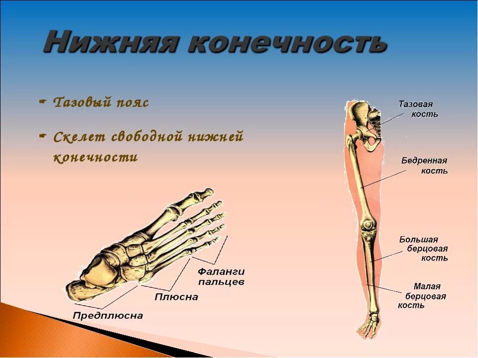 Части нижней конечности. Строение скелета нижних конечностей. Скелет нижних конечностей человека анатомия. Нижняя конечность анатомия. Нижние конечности человека анатомия.