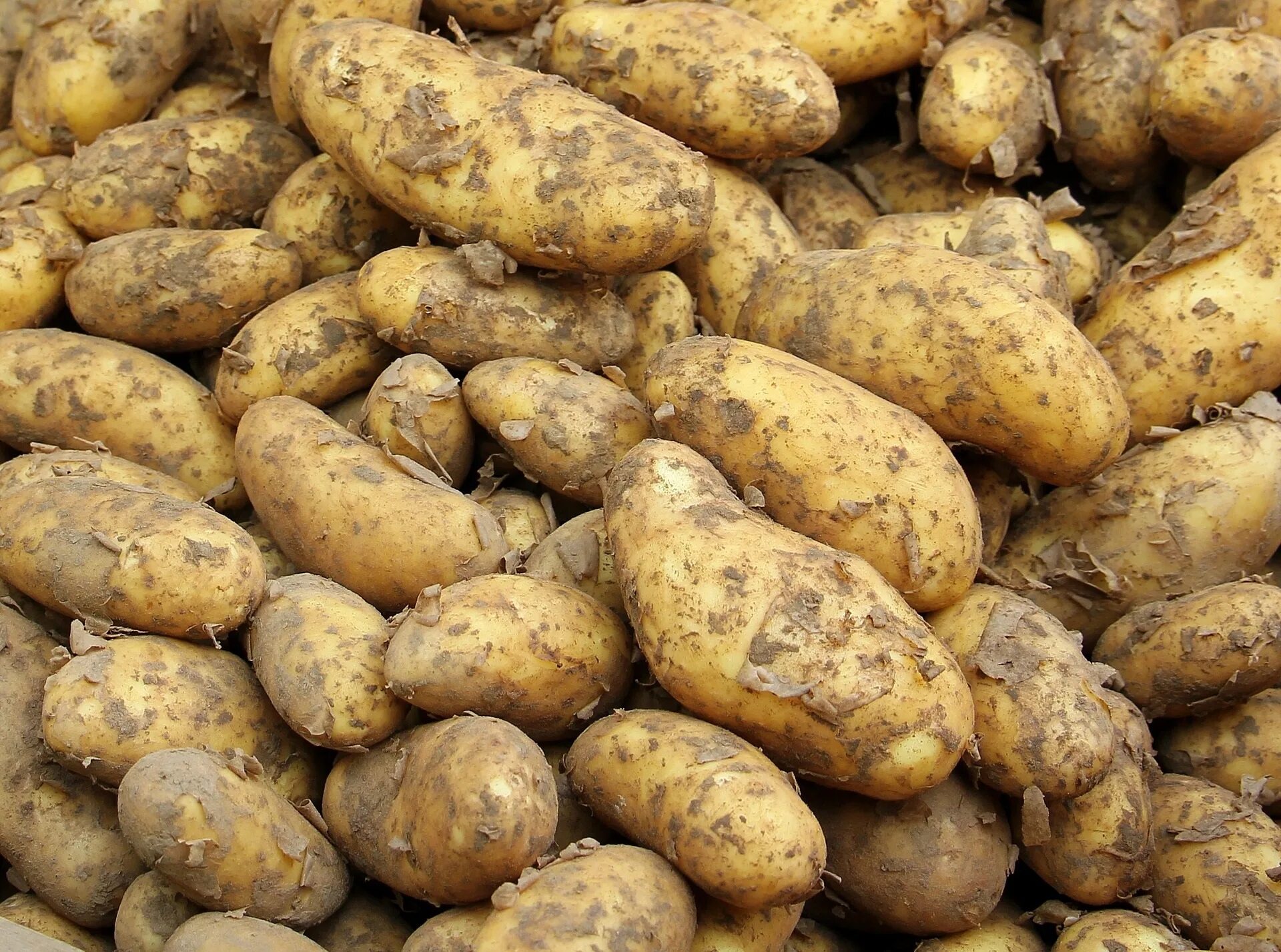 Картофель какая среда. Kartoff. Картошка. Картошка картинка. Картофель свежий.