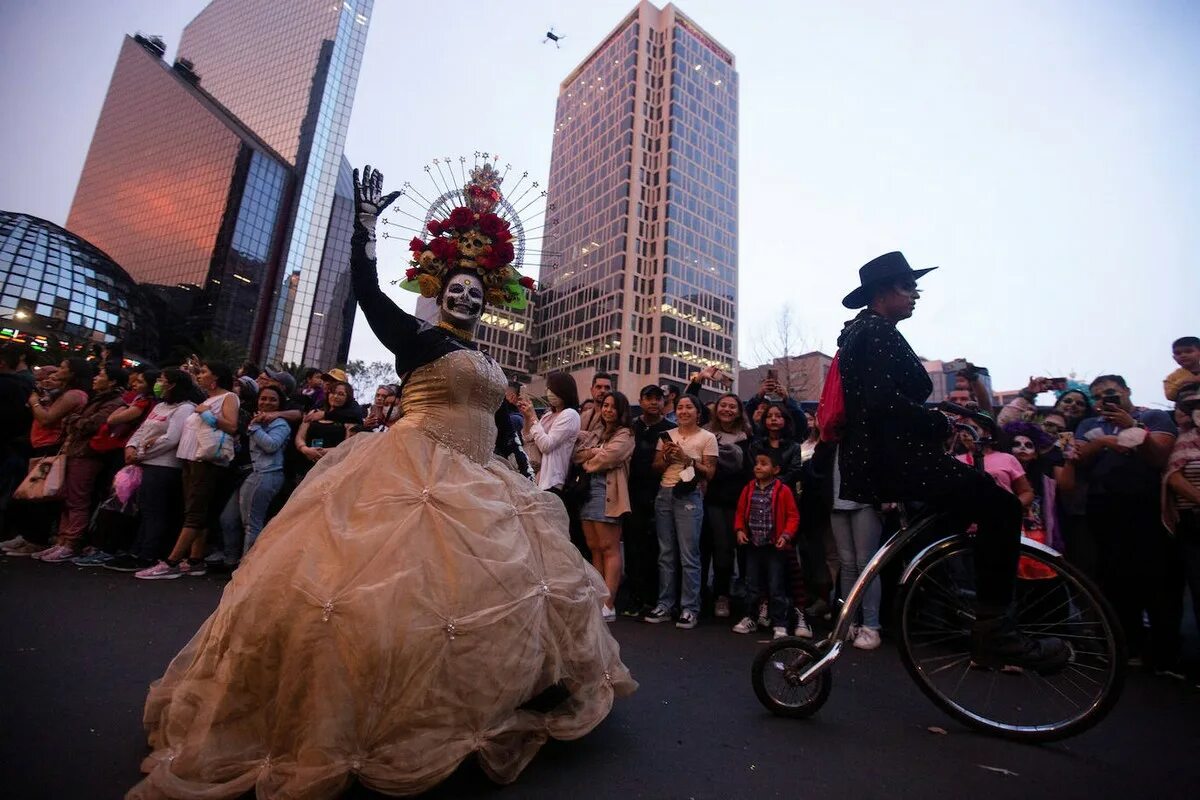 смешные ситуации. обгорелое дерево. животные в нелепых ситуациях. животные в палатке. необычный случай.