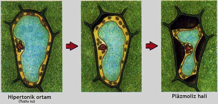 тургор плазмолиз деплазмолиз. тургорное давление структура клетки. тургорное давление клеток растений. клетка это в биологии кратко. осмос роль осмоса в биологических процессах.