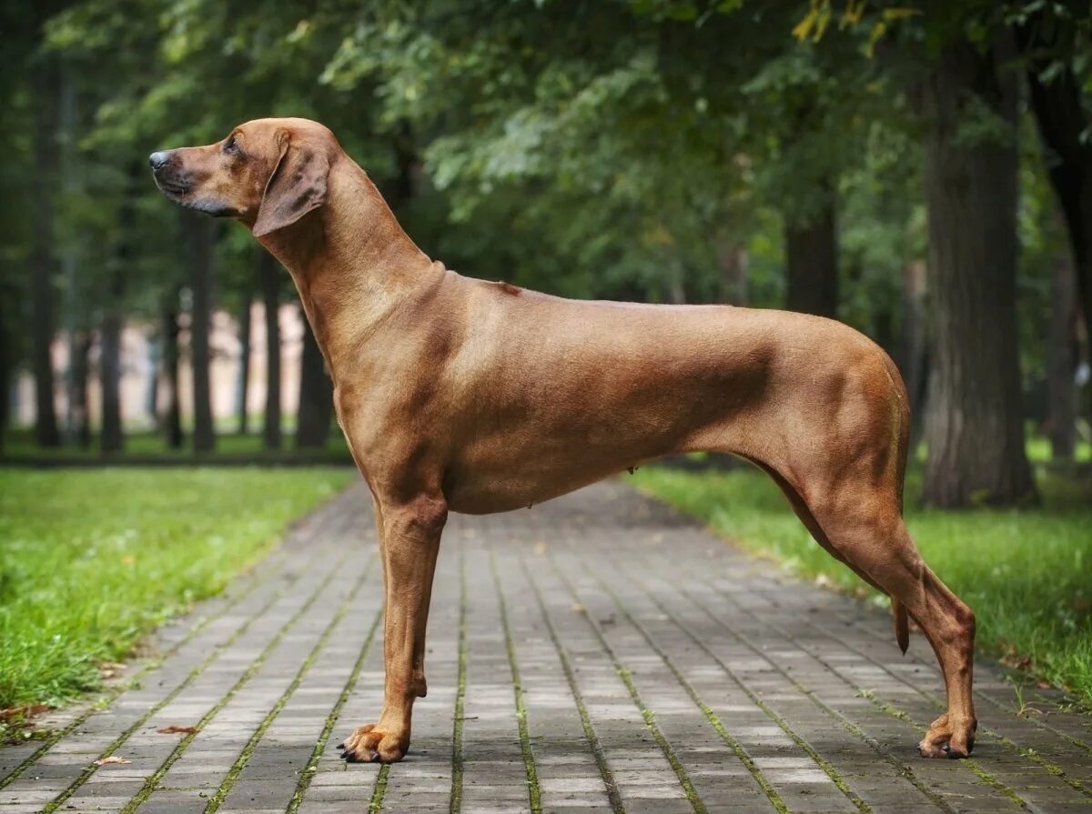 Риджбек родезийский о породе. Риджбек собака родезийский. Риджбек родезийский о породе. Собака рич. Собака рич.