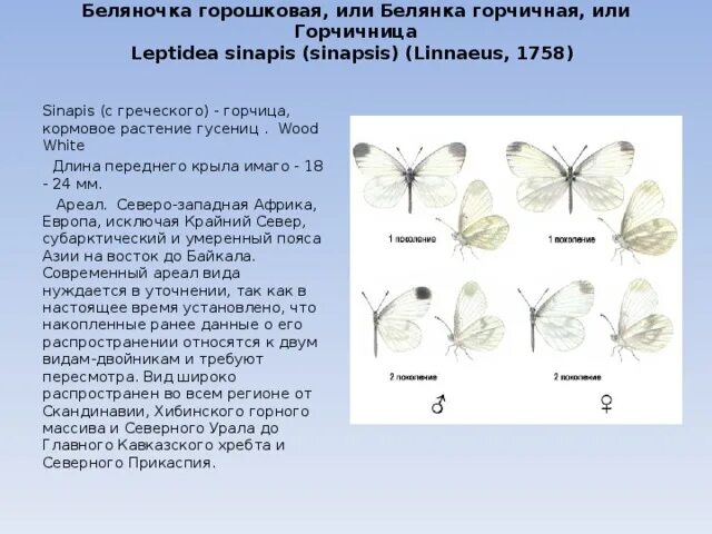 Белянка капустная класс отряд. Белянка горошковая бабочка. Классификация капустной белянки. Капустная Белянка Тип. Систематика бабочки белянки.