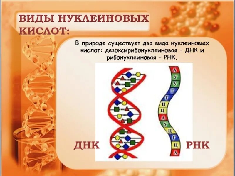 Нуклеиновые кислоты ДНК И РНК. Нуклеиновые кислоты биология 9 класс. Виды нуклеиновых кислот. Типы нуклеиновых кислот ДНК.