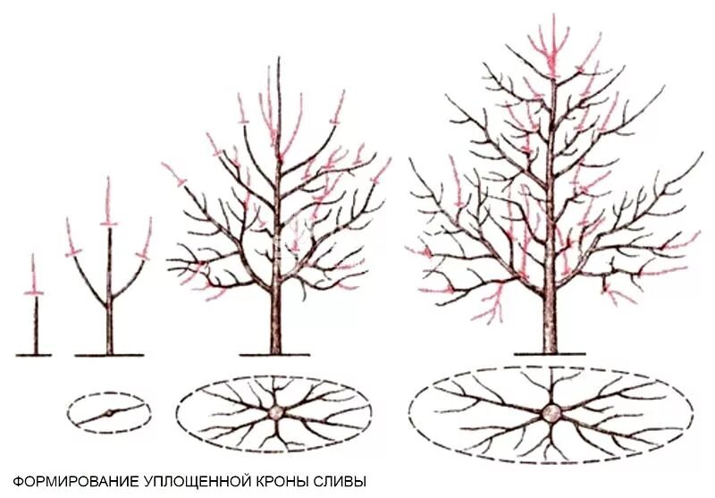 До какого можно обрезать деревья весной. Формирование разреженно-ярусной кроны яблони. Схема обрезки яблони весной. Разреженно ярусная крона груши.