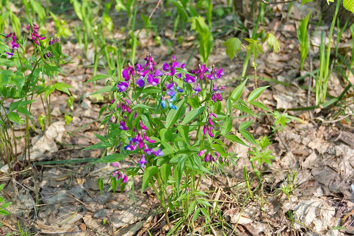 Сибирь чина. Сочевичник весенний. Чина Весенняя, сочевичник (Lathyrus vernus). Трава сочевичник весенний. Сочевичник весенний цветок.