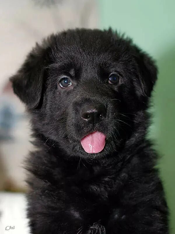 Ретривер черного окраса. Шипперке щенки. Щенки черной немецкой овчарки. Лабрадор черного окраса. Восточно-европейская овчарка черная щенки.