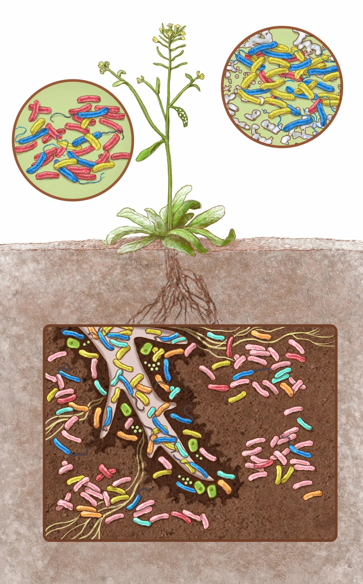 Инфекции в почве. Микроорганизмы ризосферы. Микроорганизмы в почве иллюстрация. Симбиотические ризосферные бактерии. Бактерии в почве.