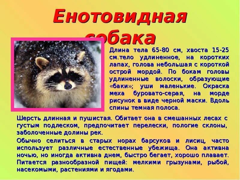животные Африки - презентация для начальной школы - скачать презентацию