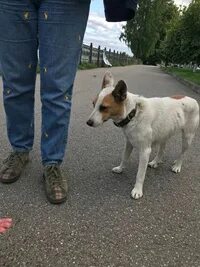 Помощь животных рыбинск
