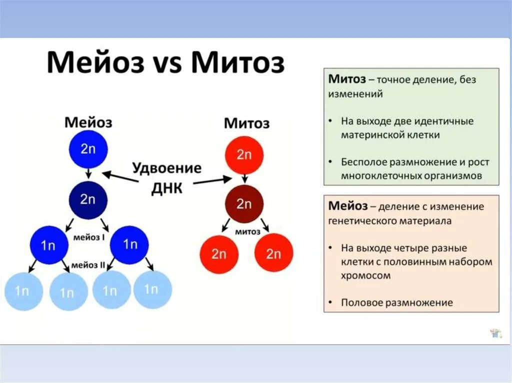 Митоз и мейоз. Набор хромосом материнской клетки в мейозе. Митоз генетический материал. Наборы хромосом в митозе и мейозе.